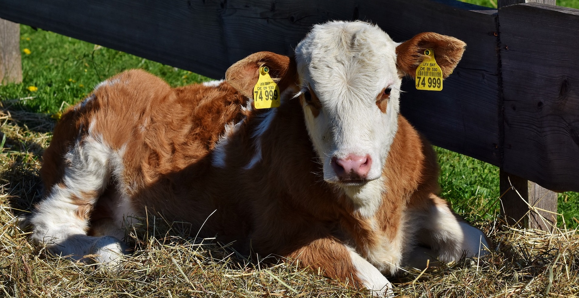 Education vital for future farmers